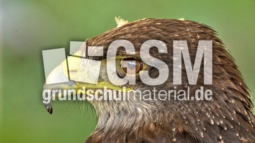 Kordillerenadler (5).jpg